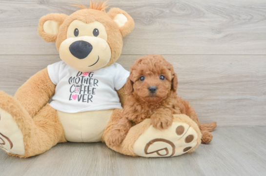 Popular Mini Goldendoodle Poodle Mix Pup