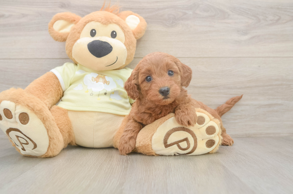6 week old Mini Goldendoodle Puppy For Sale - Lone Star Pups