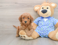 7 week old Mini Goldendoodle Puppy For Sale - Lone Star Pups