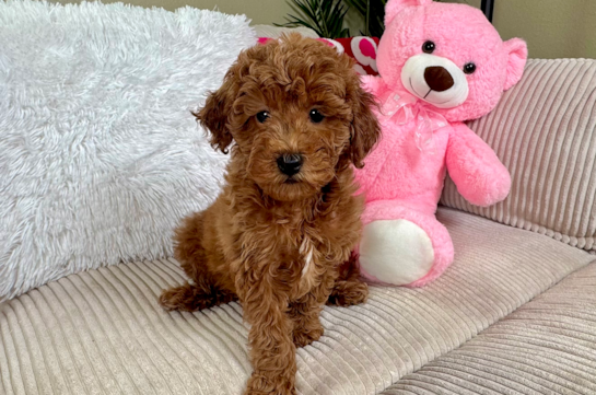 Mini Goldendoodle Puppy for Adoption