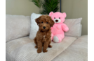 Cute Golden Doodle Poodle Mix Puppy