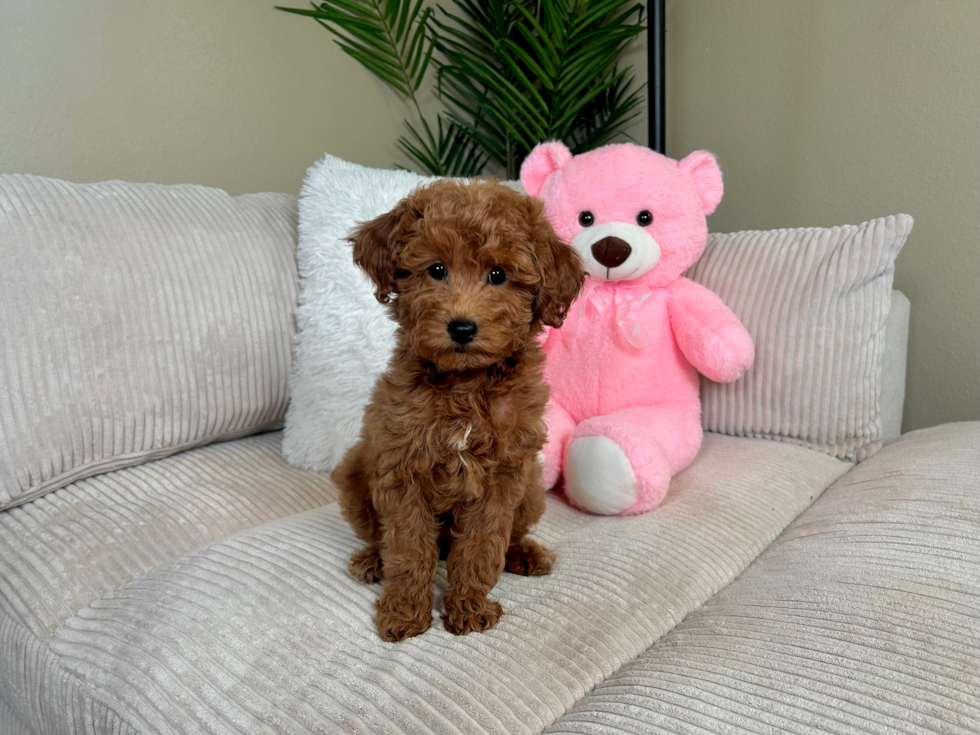 Cute Golden Doodle Poodle Mix Puppy
