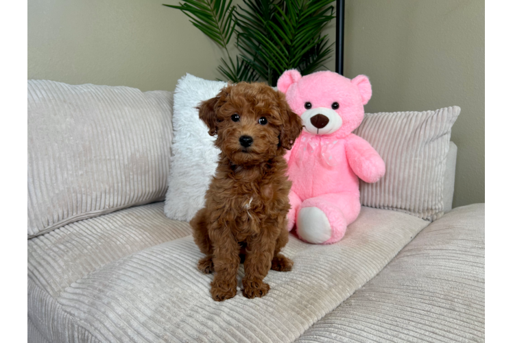 Cute Mini Goldendoodle Poodle Mix Pup