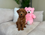 10 week old Mini Goldendoodle Puppy For Sale - Lone Star Pups