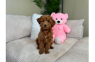 Cute Mini Goldendoodle Poodle Mix Pup
