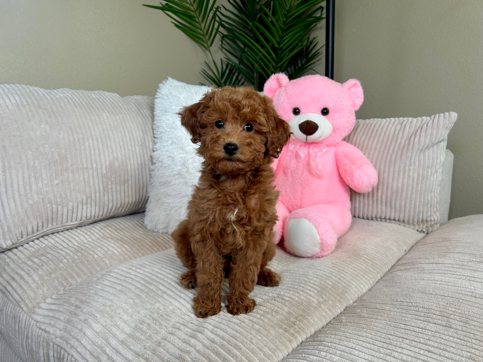 Cute Mini Goldendoodle Poodle Mix Pup