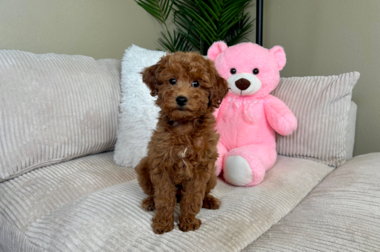 Mini Goldendoodle Puppy for Adoption