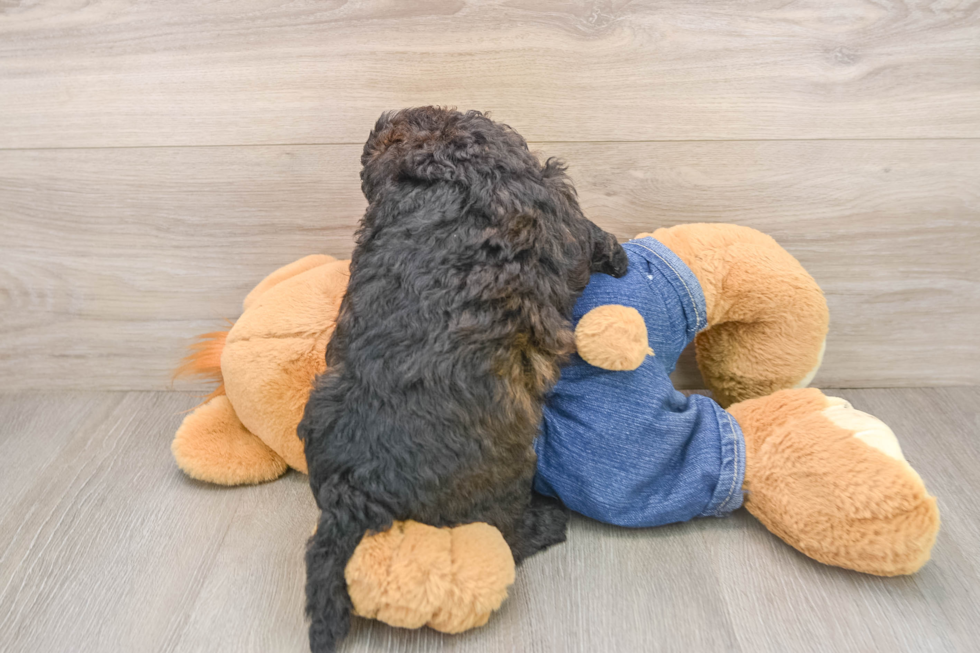 Mini Goldendoodle Pup Being Cute