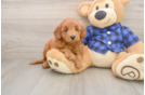 Mini Goldendoodle Pup Being Cute