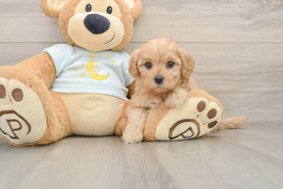 Mini Goldendoodle Pup Being Cute