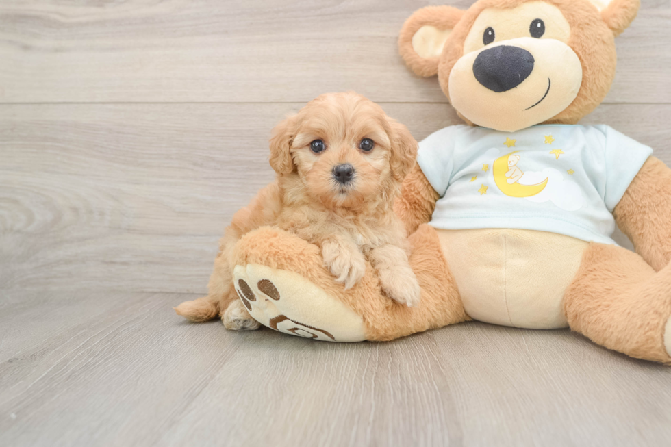 Petite Mini Goldendoodle Poodle Mix Pup