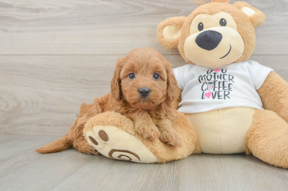 5 week old Mini Goldendoodle Puppy For Sale - Lone Star Pups