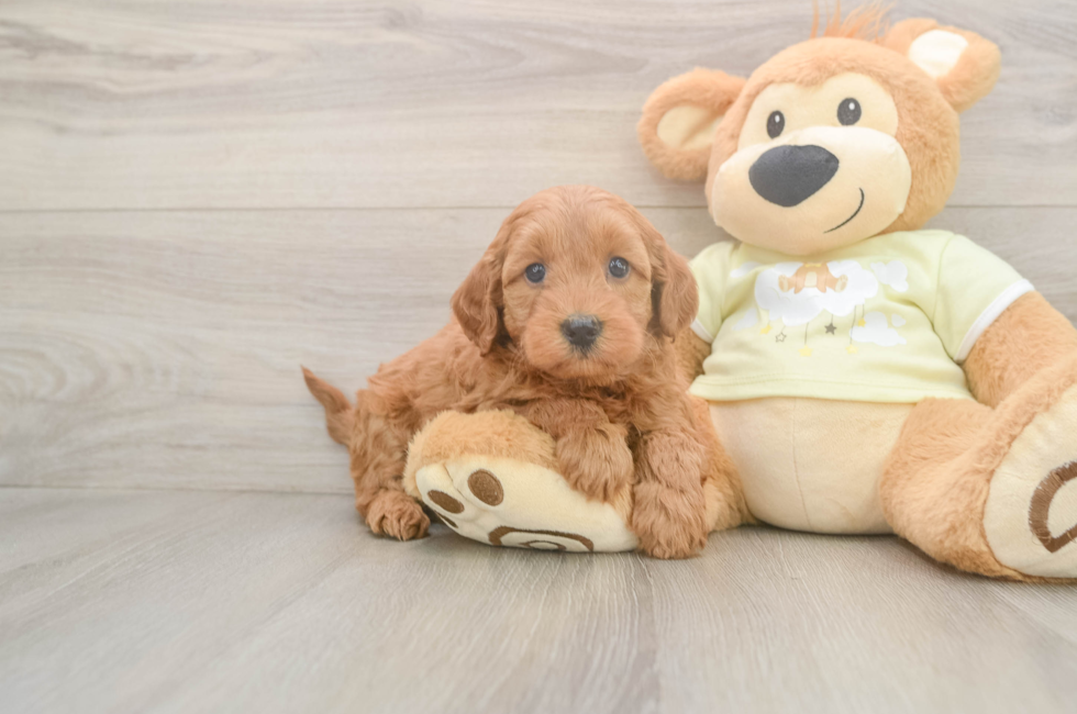 6 week old Mini Goldendoodle Puppy For Sale - Lone Star Pups