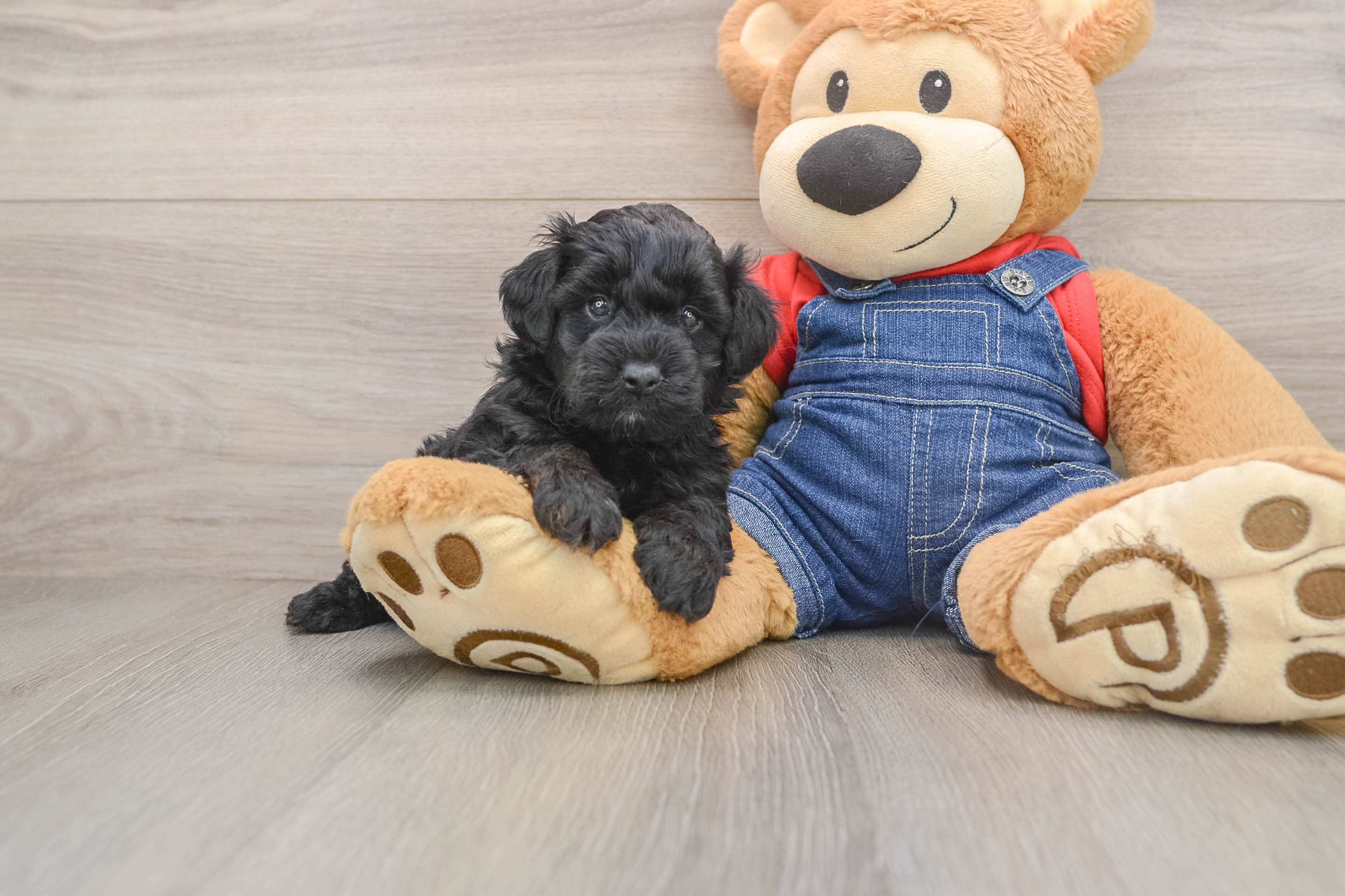 Playful Mini Groodle Poodle Mix Puppy