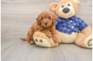 Friendly Mini Goldendoodle Baby