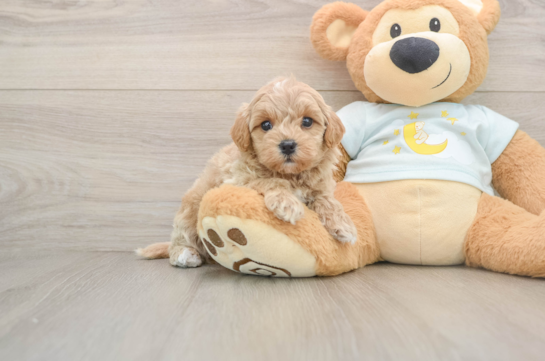 Playful Mini Groodle Poodle Mix Puppy
