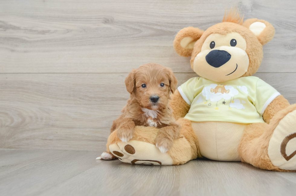 6 week old Mini Goldendoodle Puppy For Sale - Lone Star Pups