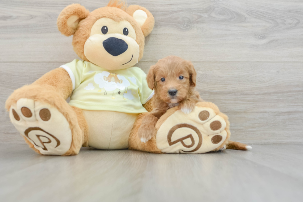 Best Mini Goldendoodle Baby