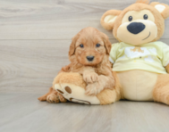 8 week old Mini Goldendoodle Puppy For Sale - Lone Star Pups