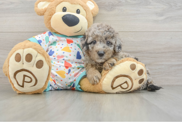 Mini Goldendoodle Puppy for Adoption