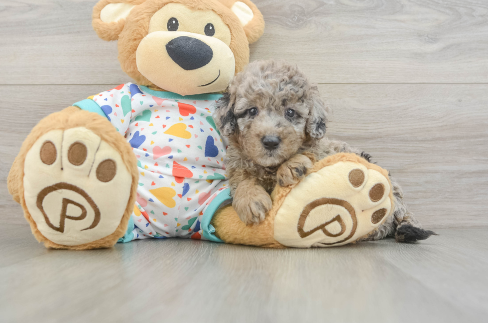 6 week old Mini Goldendoodle Puppy For Sale - Lone Star Pups