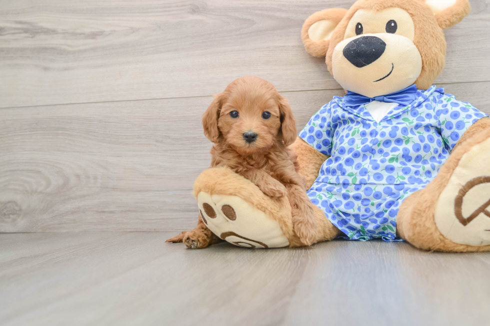 Best Mini Goldendoodle Baby