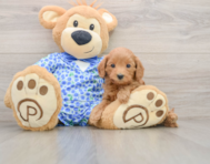 7 week old Mini Goldendoodle Puppy For Sale - Lone Star Pups