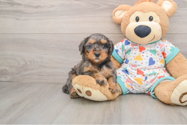 Best Mini Goldendoodle Baby