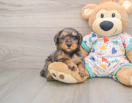 7 week old Mini Goldendoodle Puppy For Sale - Lone Star Pups