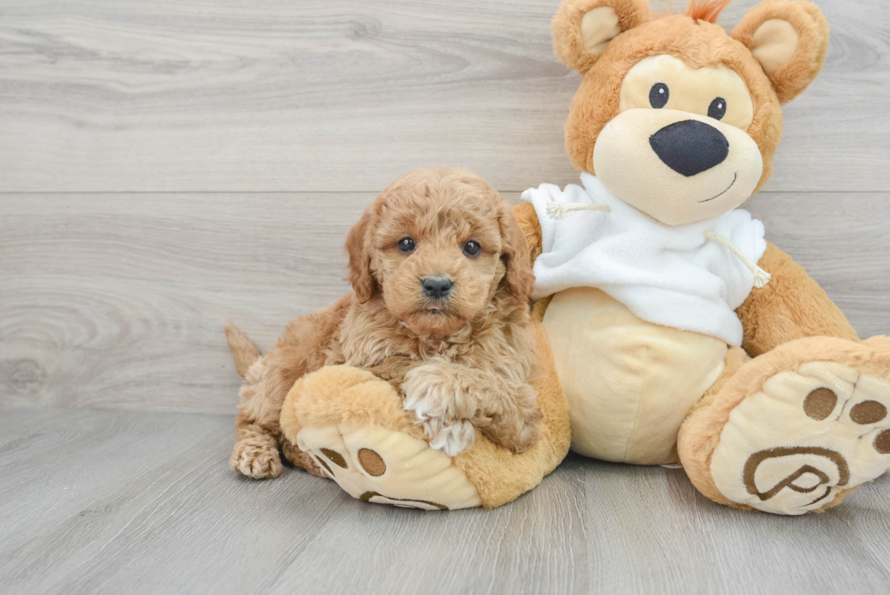 Best Mini Goldendoodle Baby