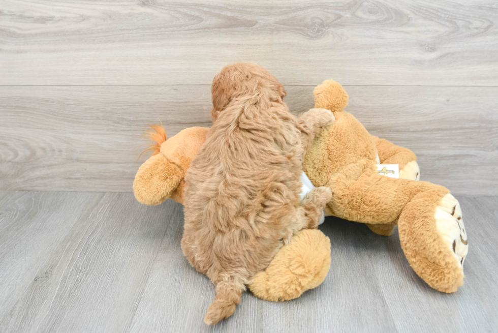 Mini Goldendoodle Puppy for Adoption