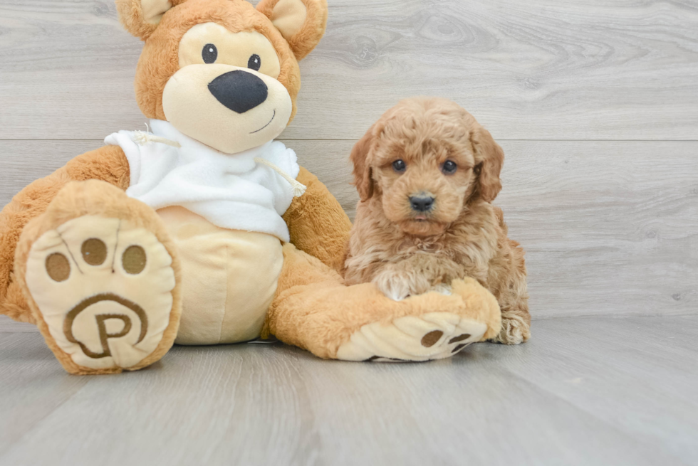 Best Mini Goldendoodle Baby