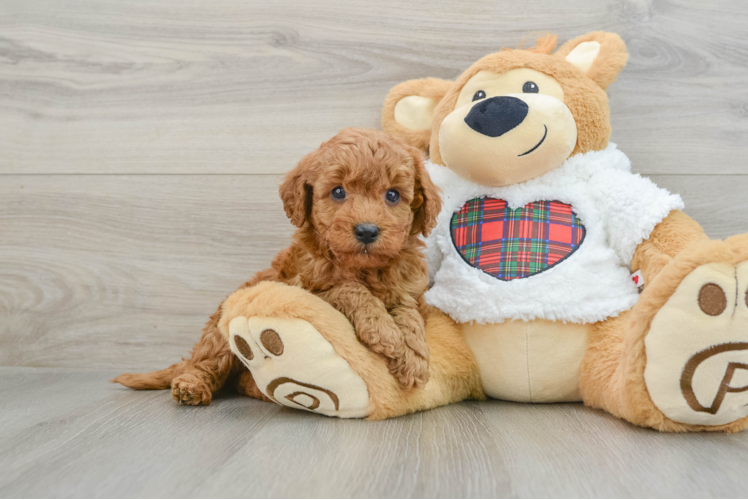Mini Goldendoodle Pup Being Cute