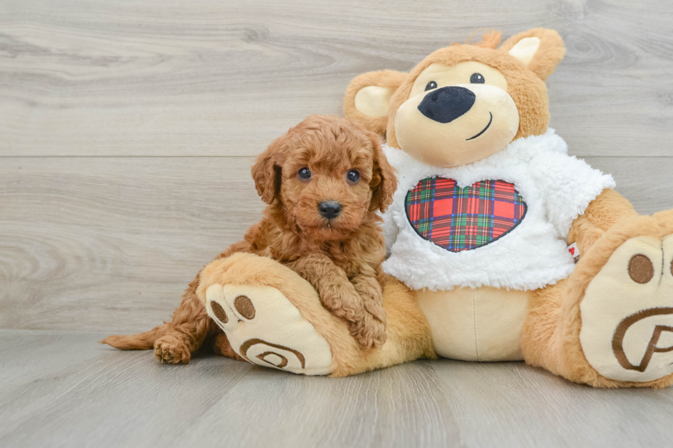 Mini Goldendoodle Pup Being Cute