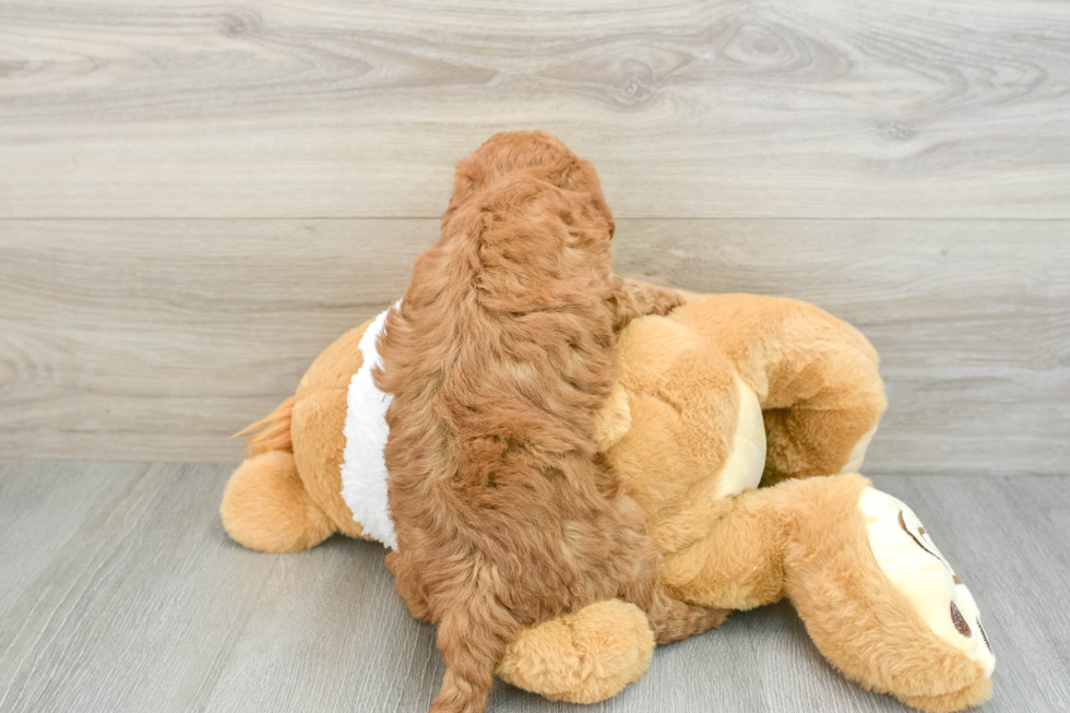 Playful Mini Groodle Poodle Mix Puppy