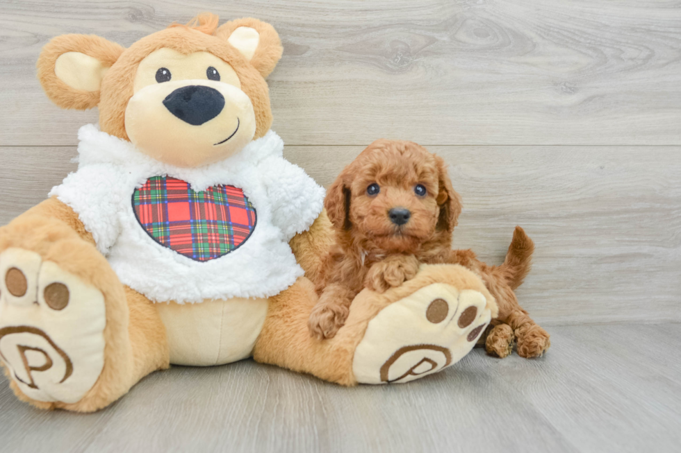 Smart Mini Goldendoodle Poodle Mix Pup