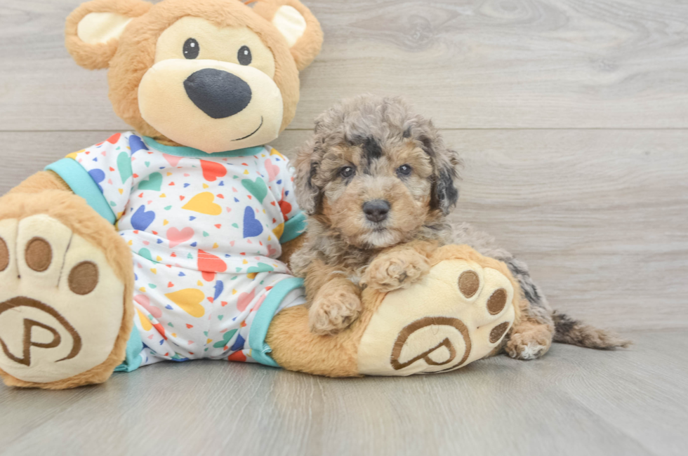 6 week old Mini Goldendoodle Puppy For Sale - Lone Star Pups