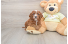 Small Mini Goldendoodle Baby