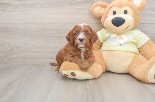 Small Mini Goldendoodle Baby