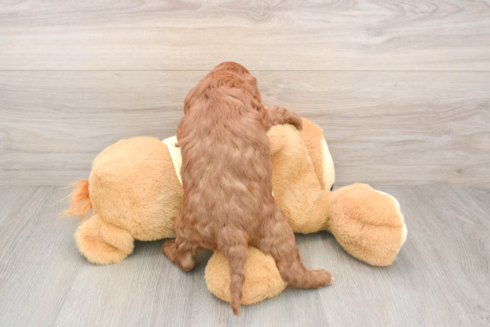 Mini Goldendoodle Pup Being Cute