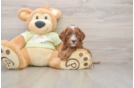 Mini Goldendoodle Puppy for Adoption