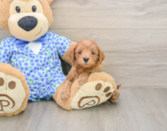 7 week old Mini Goldendoodle Puppy For Sale - Lone Star Pups