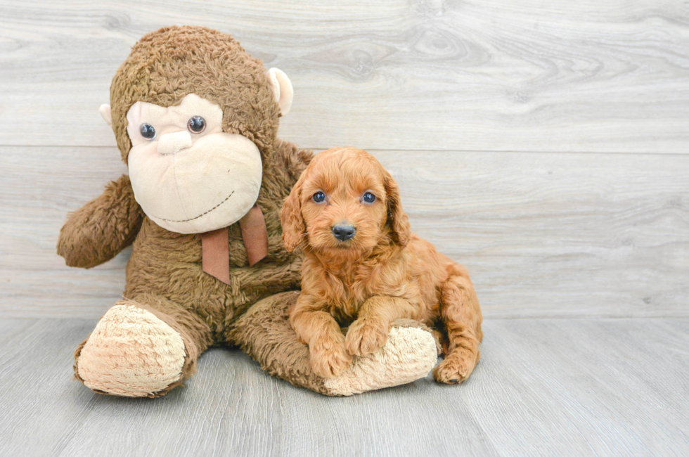 5 week old Mini Goldendoodle Puppy For Sale - Lone Star Pups