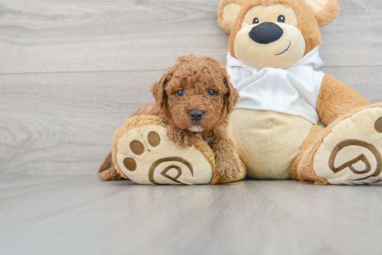 Mini Goldendoodle Pup Being Cute