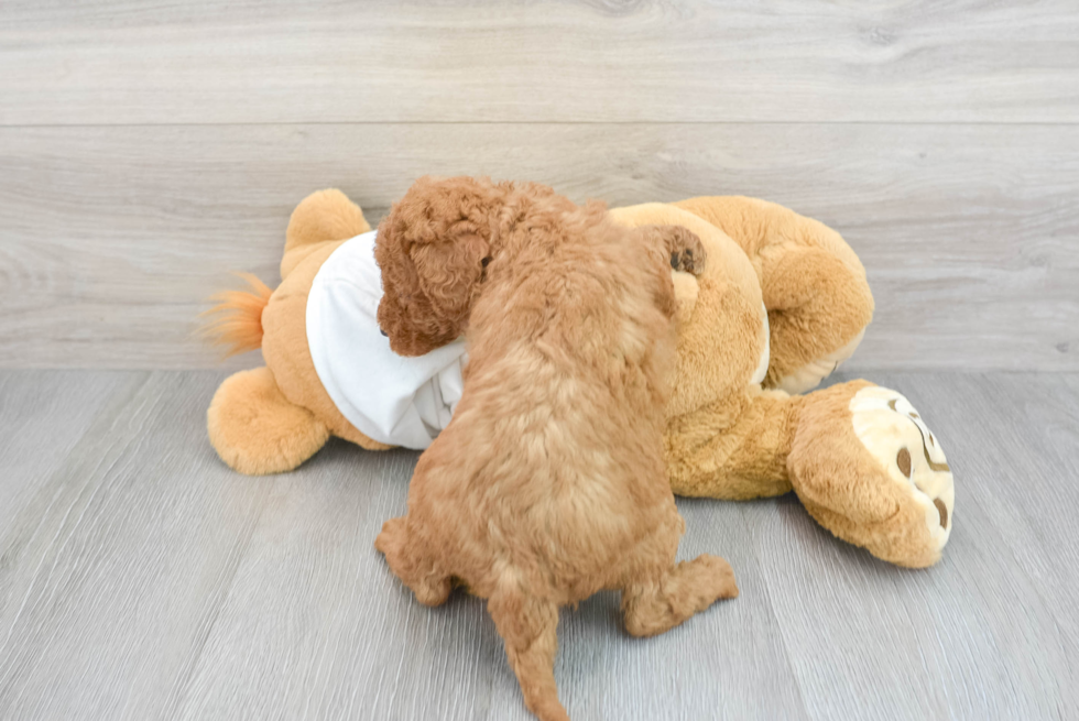 Smart Mini Goldendoodle Poodle Mix Pup