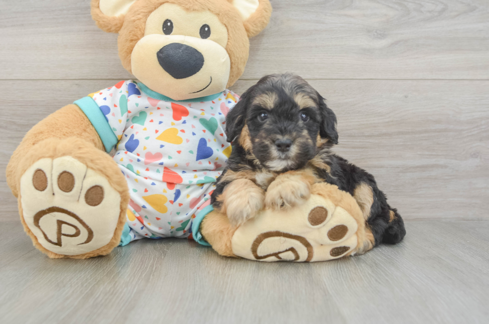 6 week old Mini Goldendoodle Puppy For Sale - Lone Star Pups