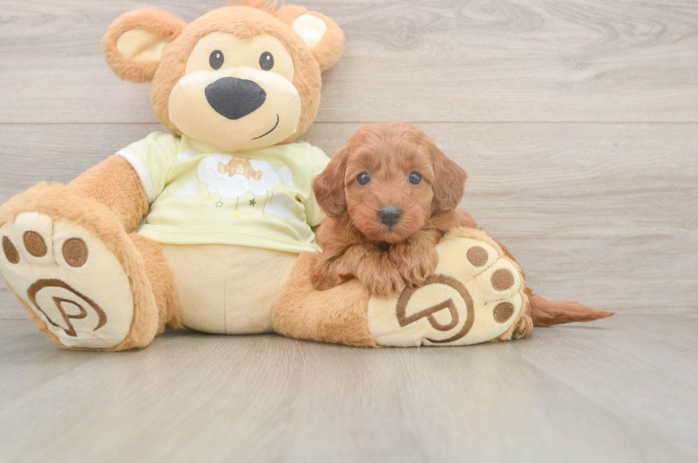 6 week old Mini Goldendoodle Puppy For Sale - Lone Star Pups