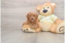 Hypoallergenic Mini Goldiepoo Poodle Mix Puppy