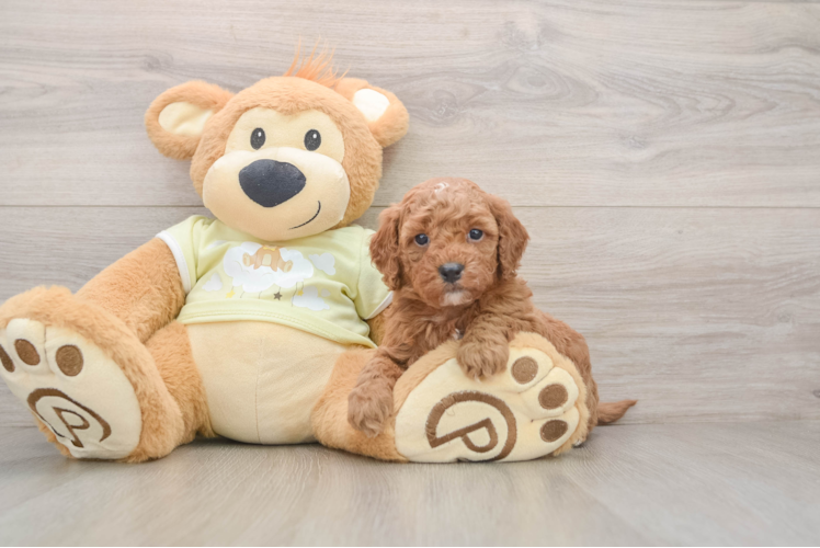Sweet Mini Goldendoodle Baby