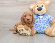 8 week old Mini Goldendoodle Puppy For Sale - Lone Star Pups